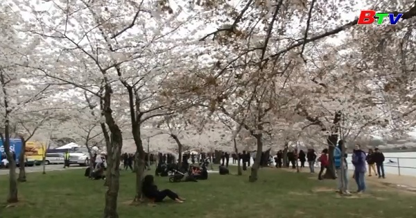 Du khách thích thú ngắm mùa hoa anh đào ở thủ đô  Washington